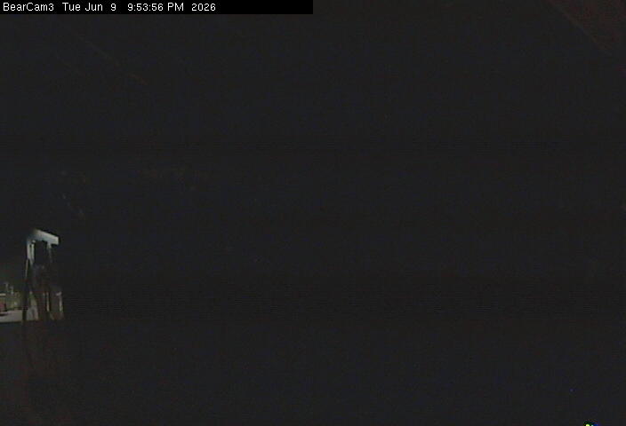 bearcam3